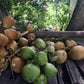 Montego Bay Food Tour