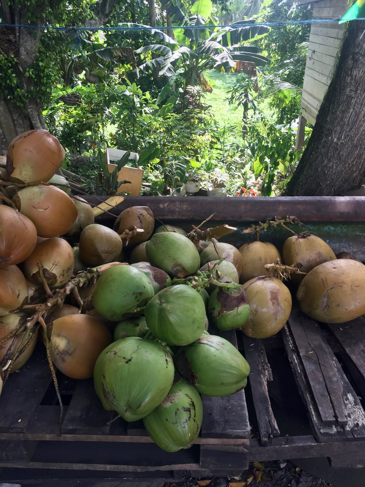 Montego Bay Food Tour